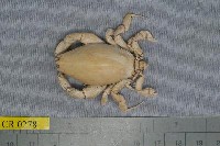 藏品(三齒琵琶蟹)的圖片